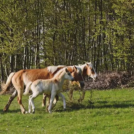Дом отдыха ранчо бандера