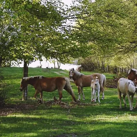 Prázdninový dům ранчо бандера