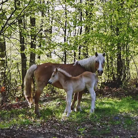 ранчо бандера *