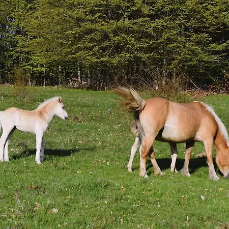 ранчо бандера *