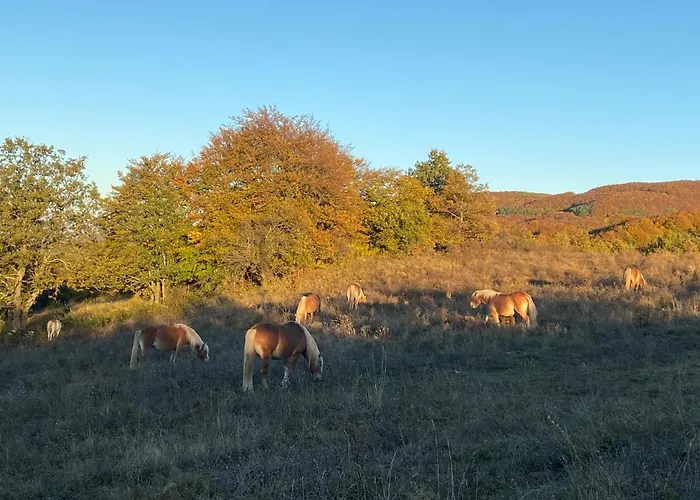 Дом отдыха ранчо бандера Tservenyano