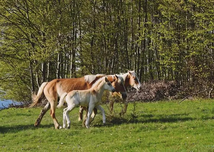 Дом отдыха ранчо бандера