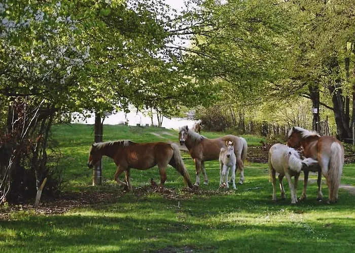 Дом отдыха ранчо бандера
