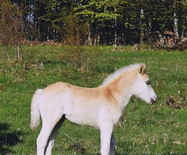 Дом отдыха ранчо бандера *