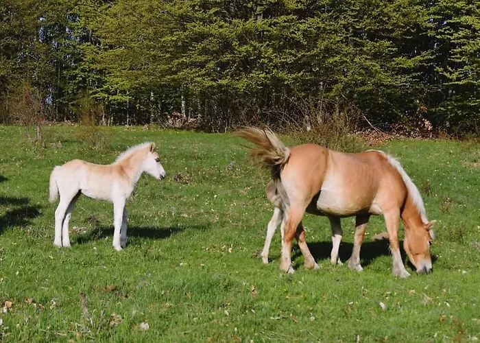 ранчо бандера *