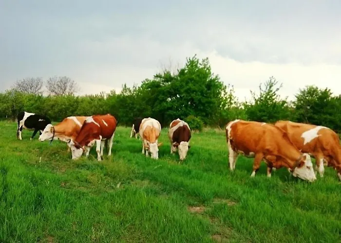 Дом отдыха ранчо бандера